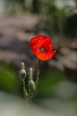 Bahçede kırmızı gelincik çiçeği