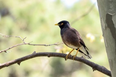 Ağaç dalına tünemiş Myna kuşu