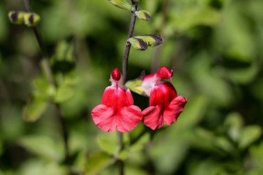 Yeşil arka planda açan kırmızı salvia çiçekleri