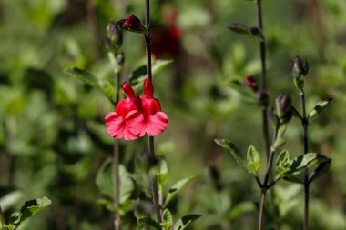 Yeşil bir bahçede açan kırmızı salvia çiçeği.