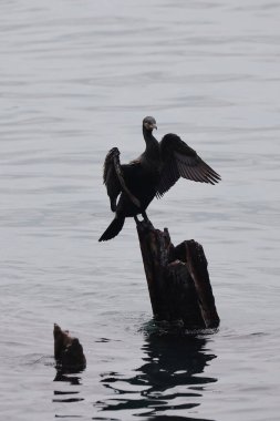 20-01-2024 İstanbul Türkiye: Padua Kilisesi 'ndeki Aziz Anthony içinde tavan ve mimari ayrıntılar