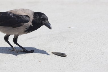 Yoldaki karga kuşu