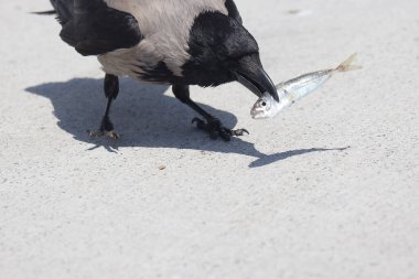 Siyah karga balık yiyor.