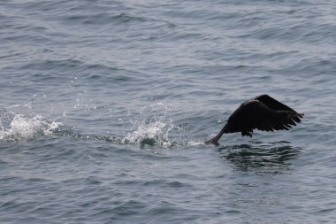 Siyah balina, patagonya, Arjantin