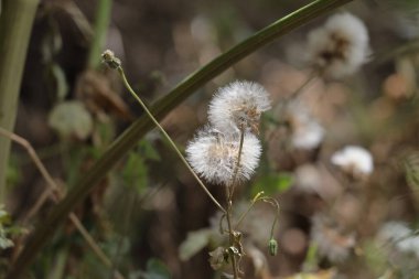 Güzel botanik fotoğrafı, doğal duvar kağıdı.