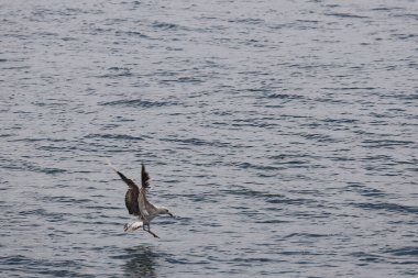 Martı gökyüzünde uçuyor.