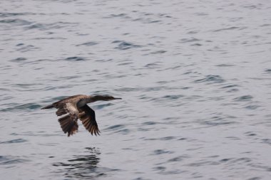 Martı gökyüzünde uçuyor.