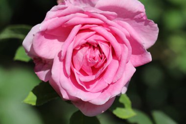 Bahçedeki güzel pembe güller