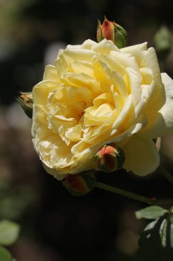 Sarı gül çiçeği. Yumuşak doğal ışıkla çiçek açar.