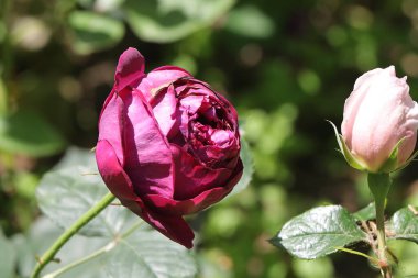 Bahçedeki güzel güller