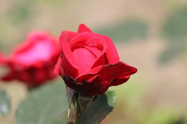 Bahçede kırmızı gül