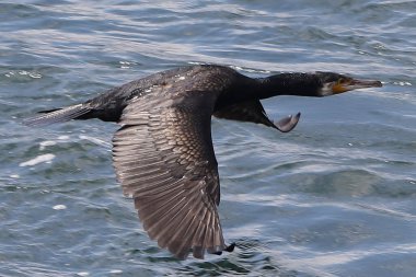 Uçuşta martı (spicatus falphalus)