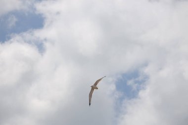 Martı gökyüzünde uçuyor.