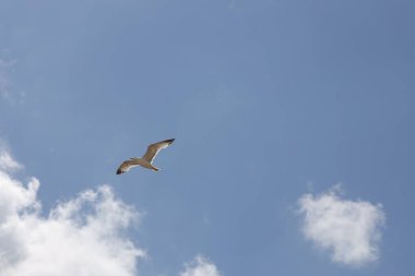 Martı gökyüzünde uçuyor.