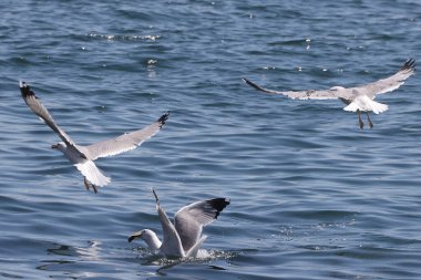 Denizin üzerinde uçan martılar
