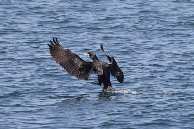 Kanatları açık karabatak kuşu deniz yüzeyine iniyor.