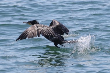 Deniz kuşu kıyı sularındaki su yüzeyinden havalanıyor.