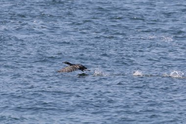 Göldeki bir martının yakın plan çekimi.