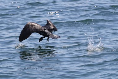 Akdeniz 'de deniz suyunda siyah martı