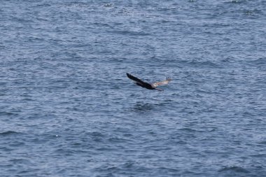 a large black - haired gull on the sea coast