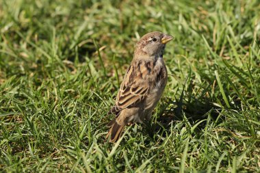 serçe çimenlerde oturuyor.