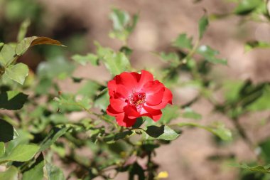 Bahçede güzel kırmızı güller