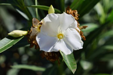 Yeşil yeşillik arka planda çiçek açan beyaz Oleander çiçeklerini kapat