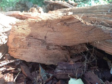 Kırık ağaç gövdesi ormandaki kaba ahşap dokuya yakın.