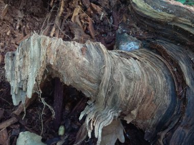 Kırık ağaç gövdesi ormandaki kaba ahşap dokuya yakın.