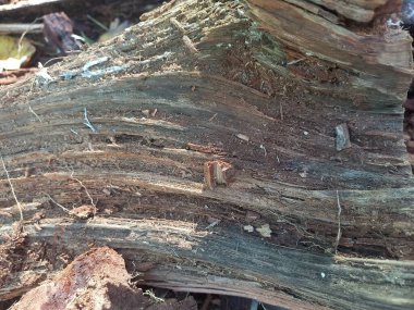 Doğal ahşap kabuk dokusuna organik desenlerle yakın plan.