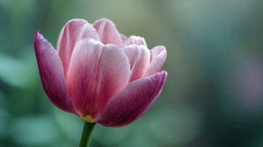 İnanılmaz çiçeklerin açtığı yere yakın.