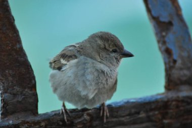 Tahta bir çitte oturan serçe.