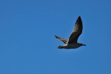 Martı gökyüzünde uçuyor.