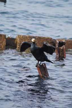 Deniz kıyısındaki martı