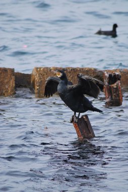 Deniz kıyısındaki martılar