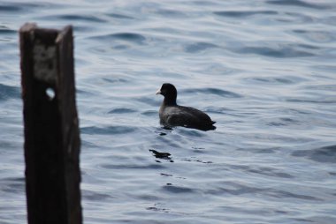 Gagası ve kanatları olan siyah bir ördeğin yakın çekimi.