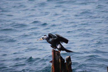Yeni Güney Amerika 'da uçan karabatak kuşu