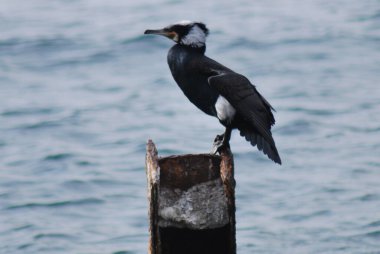 Siyah kuyruklu morant doğal ortamında