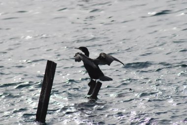Karadeniz 'de uçan martılar