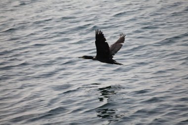 Suda uçan bir kuş.