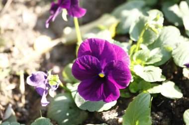 Mor çiçekler, bahçedeki mor çiçekler, bahar