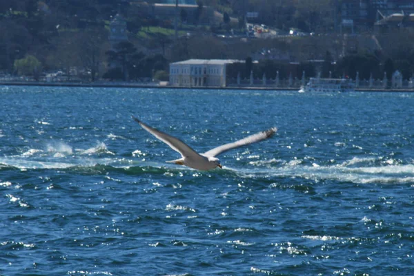 Büyük beyaz bir balina mavi okyanus suyunda uçuyor.