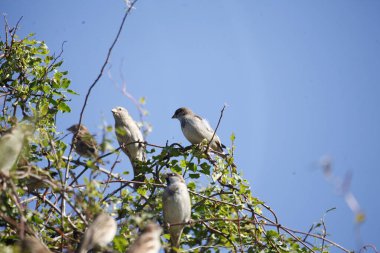 Doğadaki kuş, vahşi yaşam