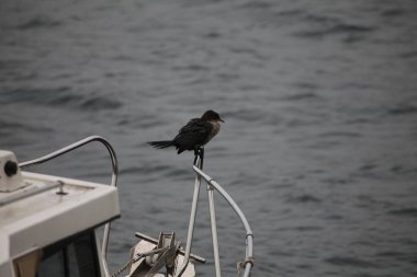 bir martının siyah beyaz fotoğrafı