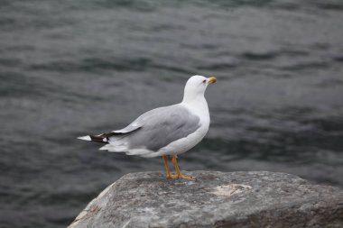 Kayalıklarda martı