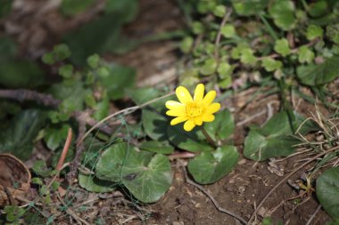Güzel botanik fotoğrafı, doğal duvar kağıdı.