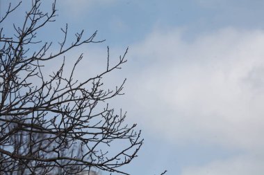 Mavi gökyüzünün arka planında beyaz karlı dallar.