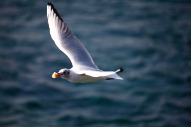 Martı gökyüzünde uçuyor.