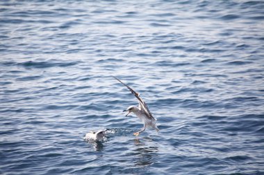 Martılar denizin üzerinde uçuyor, Cythe.