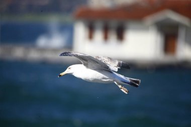 Mavi denizin arka planında, denizin üzerinde uçan bir martı.